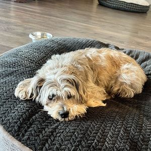 Meet your Posher, Abby